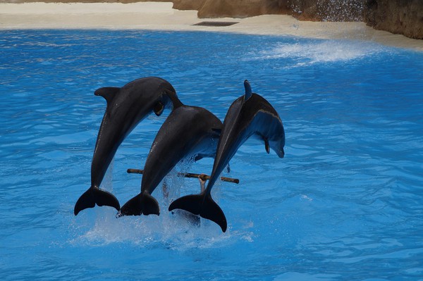 Enjoy Dubai’s Dolphin Show in Dubai Creek Park - Dubai Blog