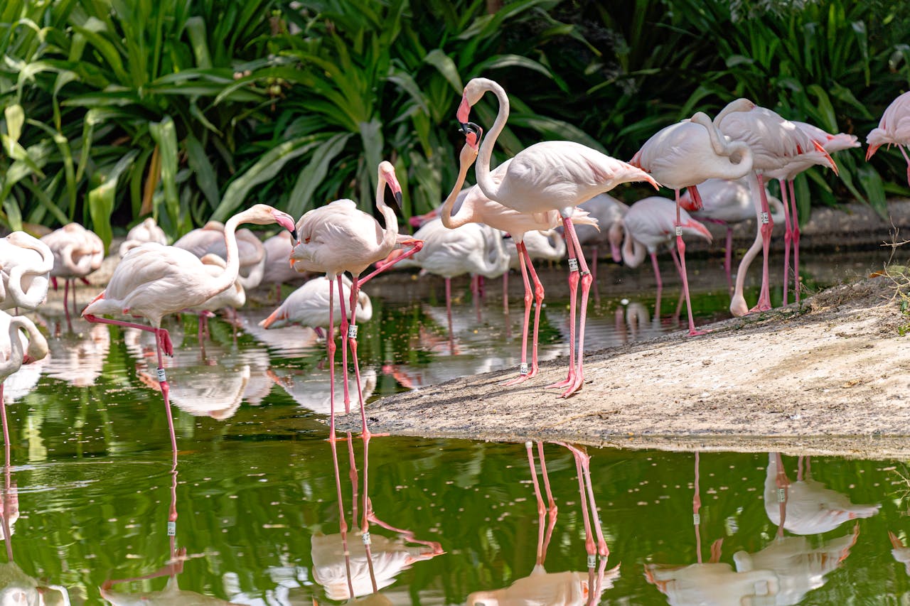 flamencos